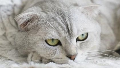 中超现“吊诡一幕”，张弛远射变回传，能力问题or疑似假球？｜阿刁喜欢看球